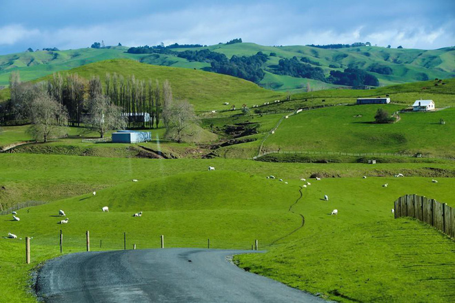 newzealand