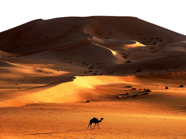 ssdh-la-grande-dune