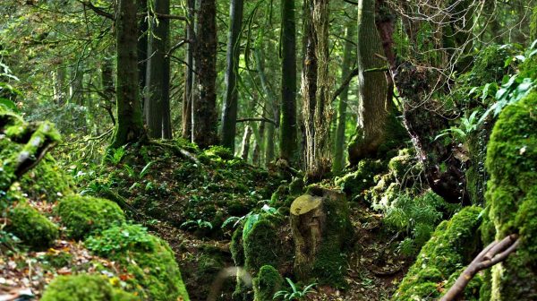 ssdh-puzzlewood