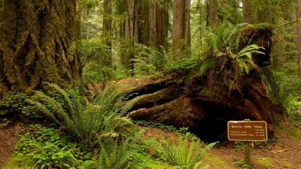 ssdh-redwood-national-and-state-parks