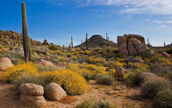 ssdh-scottsdale