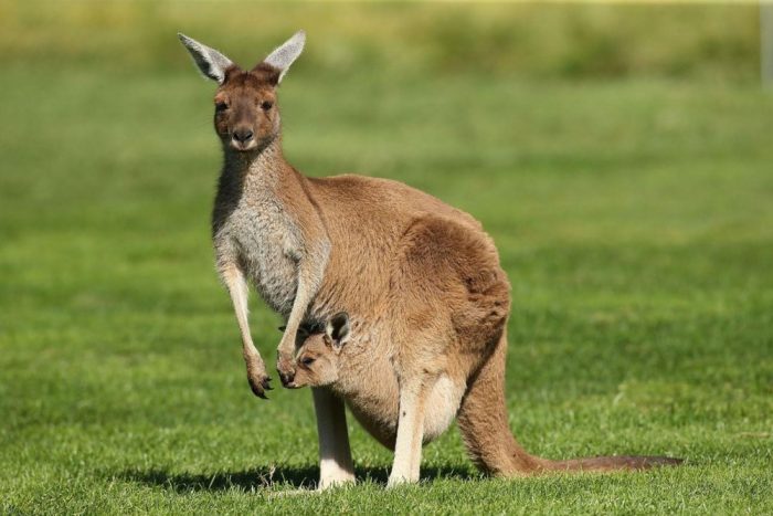 ssdh-uc-australia