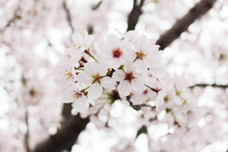 Japan-cherry-blossoms-sakura-hanami-season-up-close-bloom