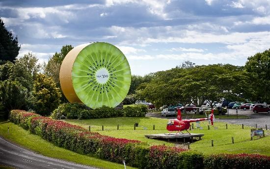 Nông trại kiwi 360 - điểm đến hấp dẫn tại New Zealand khi vào hè