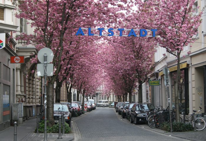 Lễ hội Hoa anh đào Altstadt tại Bonn, Đức. (Ảnh: Sir James)