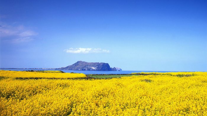 ssdh-canola-flowers-in-jeju-island