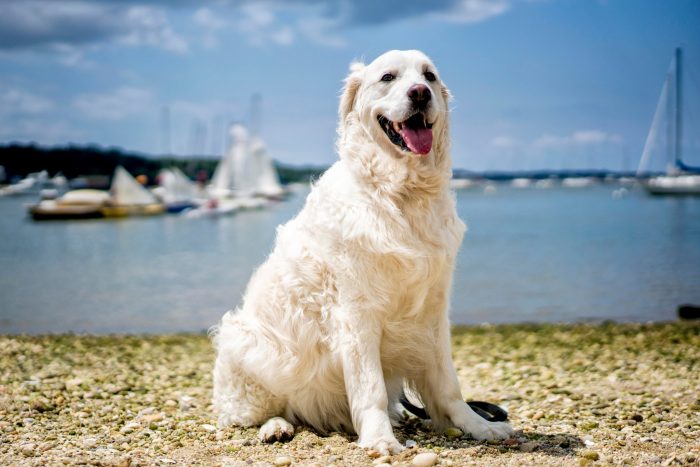 ssdh-dog
