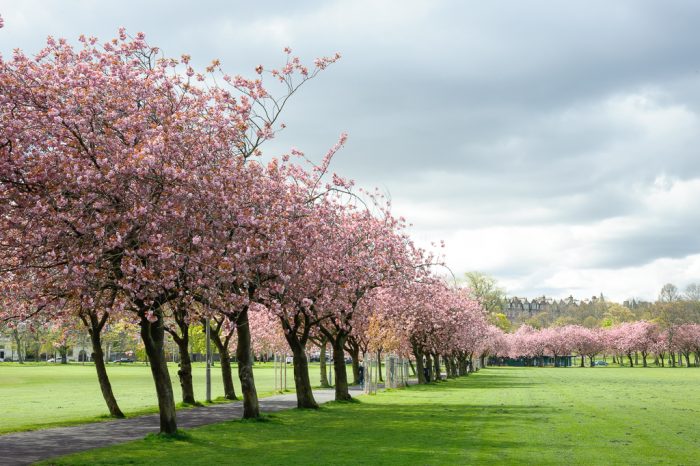 Hoa anh đào nở rộ tại công viên The Meadows ở Edinburgh. (Ảnh: Michal Ziembicki)