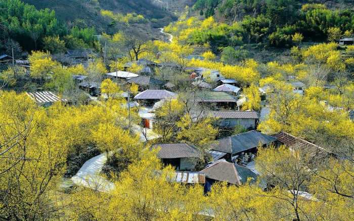 ssdh-gurye-sansuyu-cornelian-cherry-festival