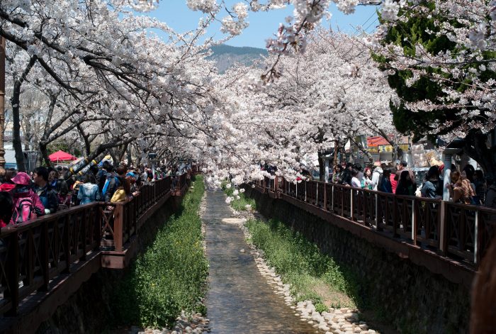 Hoa anh đào dọc hai bên bờ suối Yeojwacheon vô cùng nên thơ (Ảnh: Dylan Park)