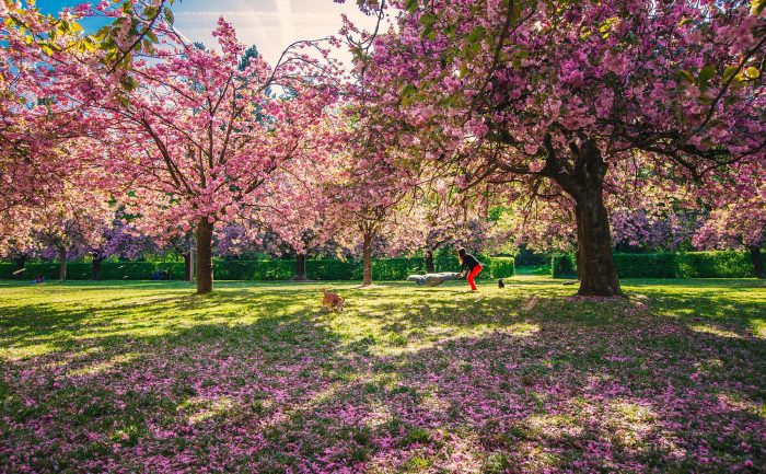 Hoa anh đào tại Parc de Sceaux, công viên phía Nam của Paris. (Ảnh: Linh Nguyen)