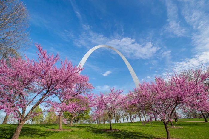 Cây hoa anh đào tại Cổng vòm thành phố St. Louis. (Ảnh: f11photo)