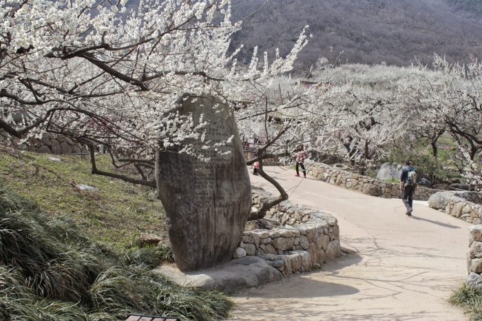 ssdh-the-gwangyang-international-maehwa-flower-festival