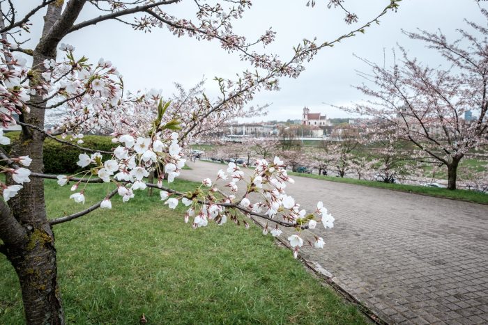 Hoa anh đào tại thành phố Vilnius. (Ảnh: Kārlis Dambrāns)
