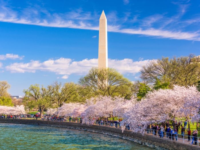 Màu hoa rực hồng quanh khu vực Tượng đài Washington (Ảnh: SeanPavonePhoto)