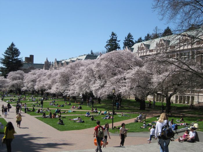 Hàng cây hoa anh đào hoành tráng của Đại học Washington. (Ảnh: David Brodbeck)