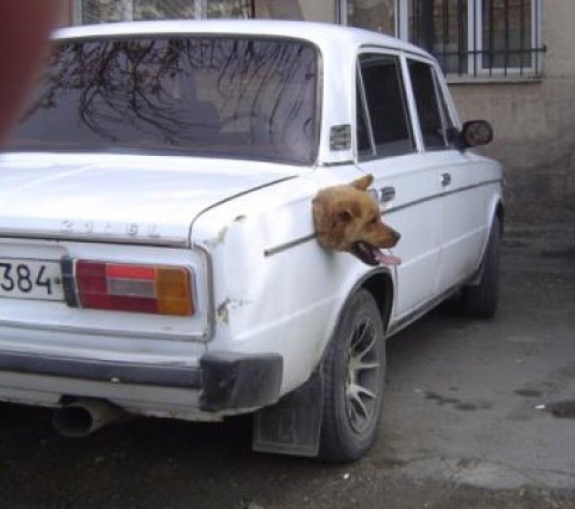 ssdh-funny`