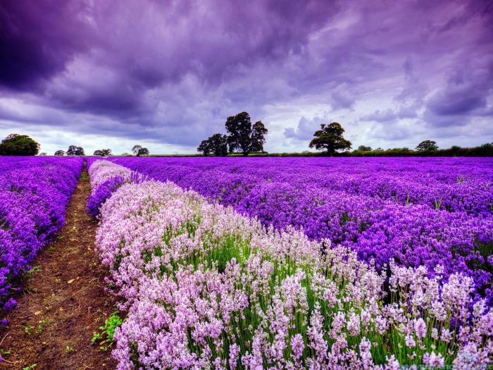 ssdh-provence