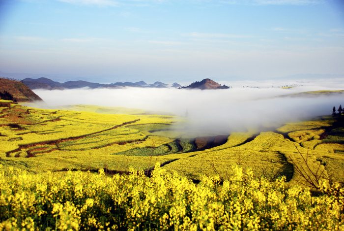 #(2)CHINA-YUNNAN-LUOPING-RAPE FLOWER-BLOSSOM (CN)