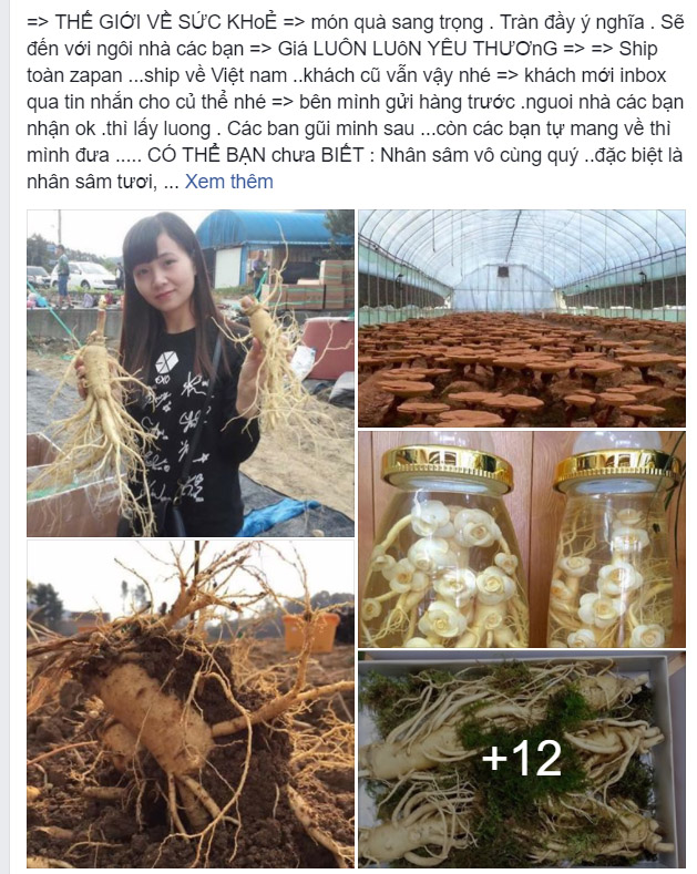 nhan-sam