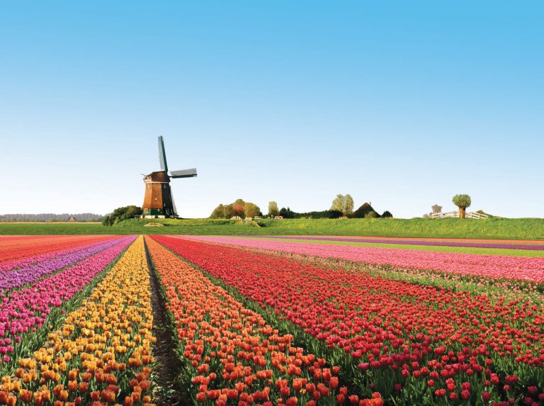 ssdh-amsterdam