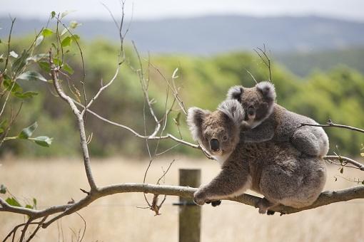 A mother carries her baby on her back..