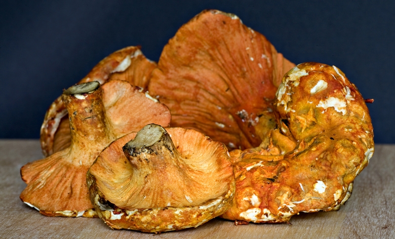 ssdh-lobster-mushroom-recipe