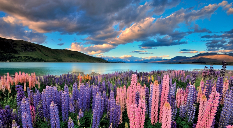 ssdh-lupin1