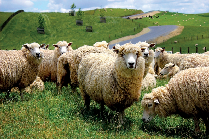 ssdh-new-zealand-cuu