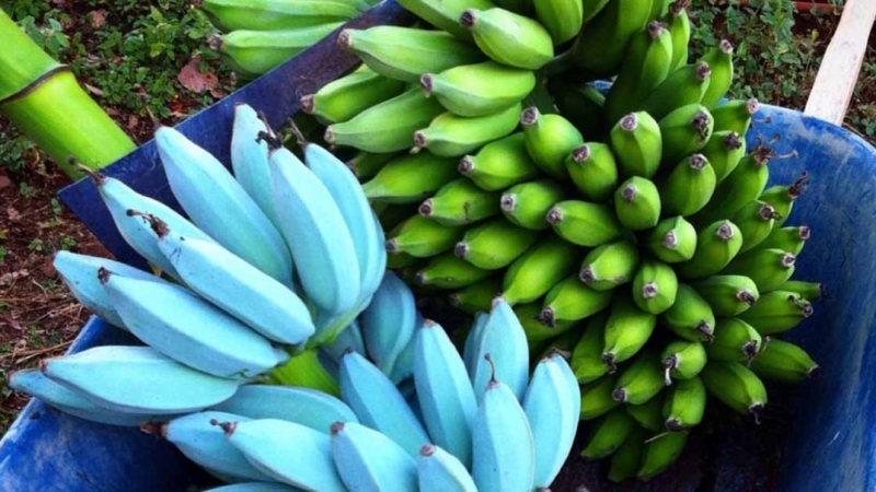 Màu xanh đặc biệt của loài chuối Blue Java Banana khiến nhiều người tưởng như photoshop.