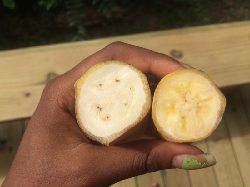ssdh-blue-java-banana4