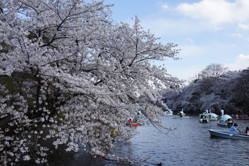 ssdh-inokashira-park