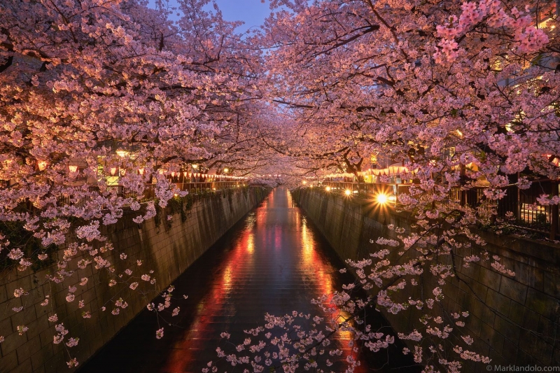 ssdh-meguro-river