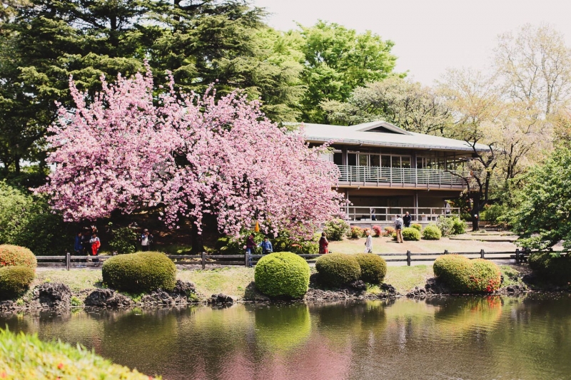 ssdh-shinjuku-gyoen-national-garden