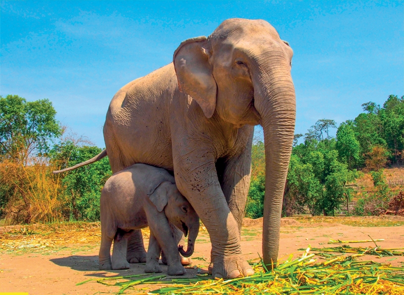 ssdh-elephant-jungle-sanctuary