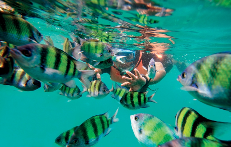 Snorkeling để thấy những đàn cá đủ màu sắc ở Koh Phi Phi.