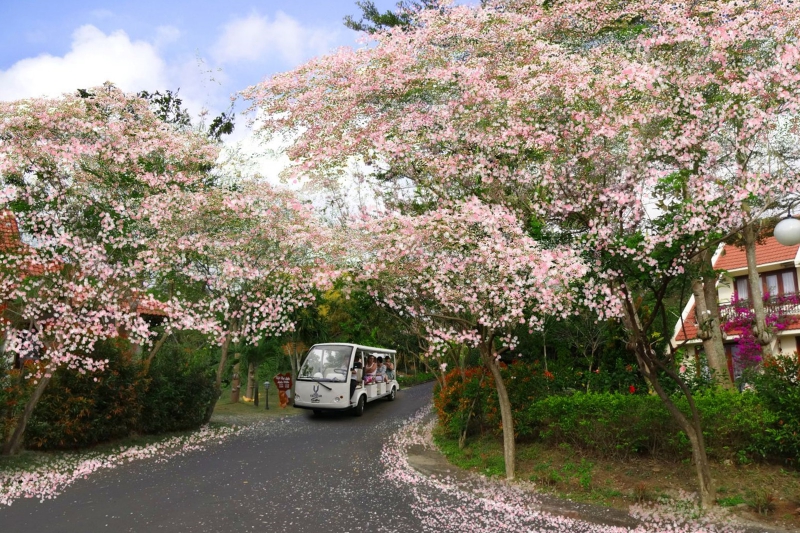 hoa anh dao