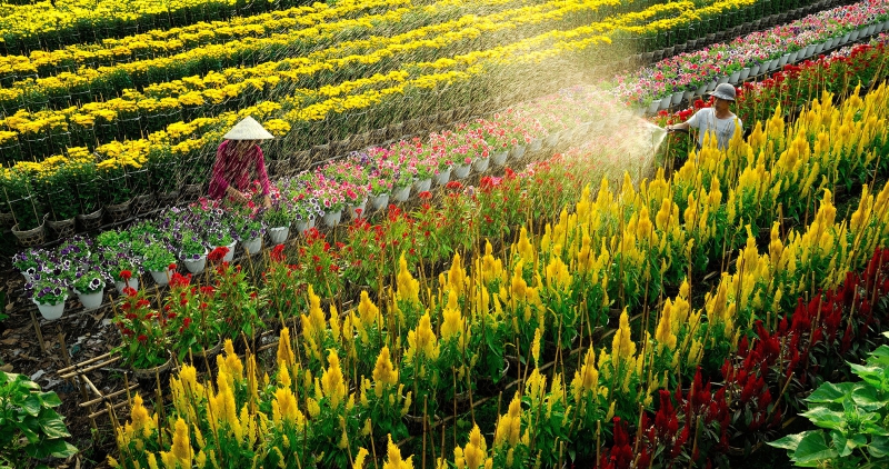 lang-hoa-sa-dec