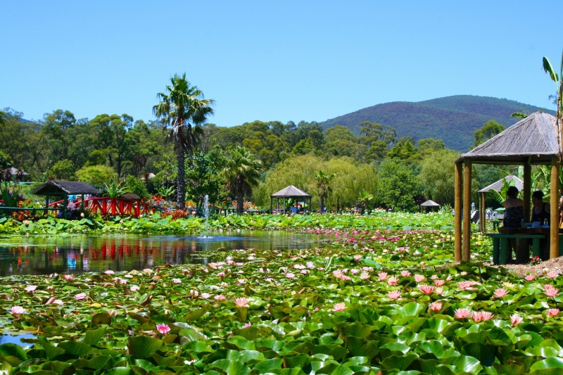 ssdh-blue-lotus-water-garden