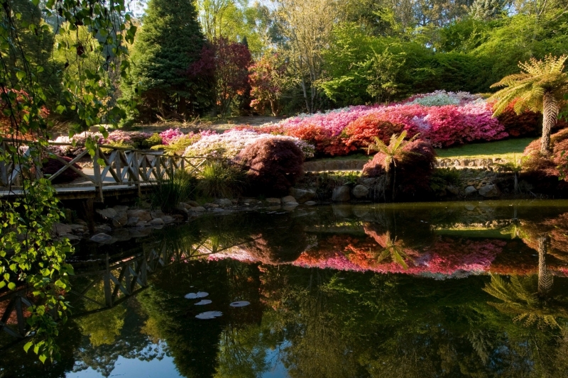 ssdh-dandenong-ranges-botanic-garden