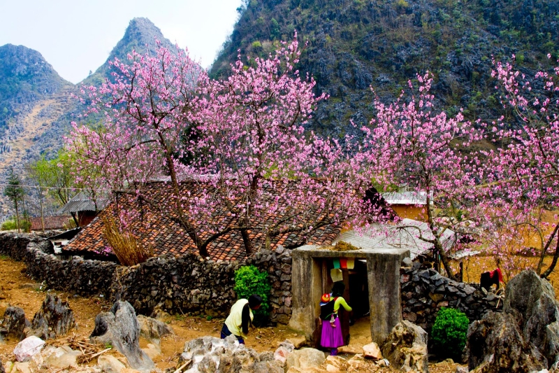 ssdh-hoa-dao-ha-giang