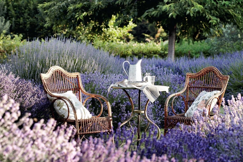 ssdh-lavandula-swiss-italian-farm