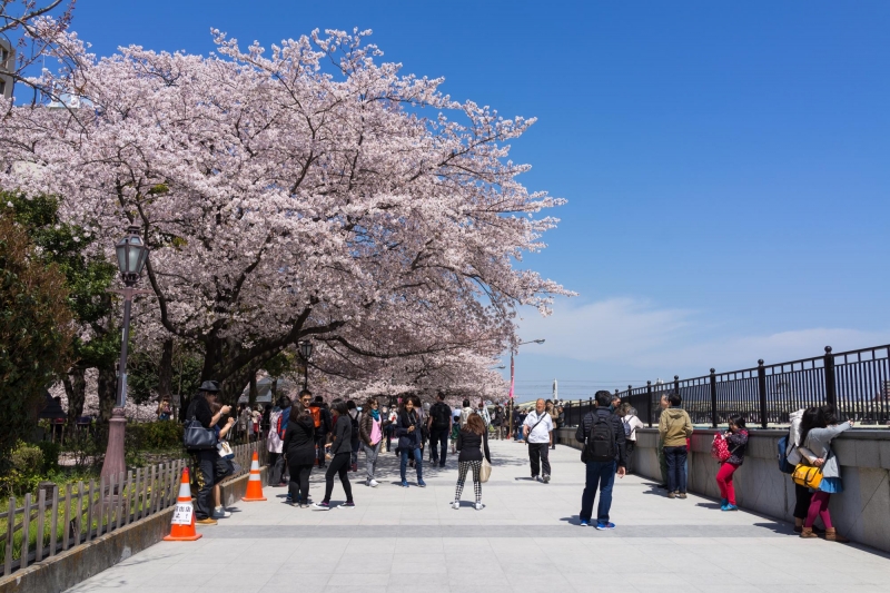 ssdh-sumida-park-asakusa