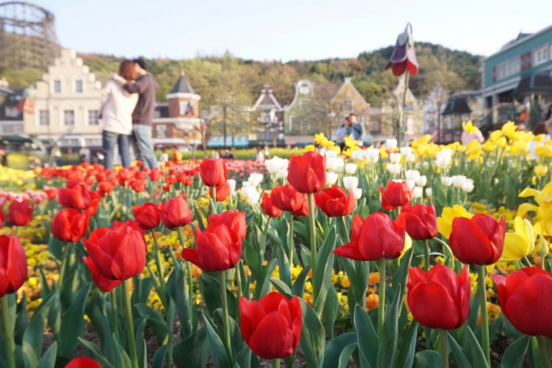 ssdh-tulip-everland