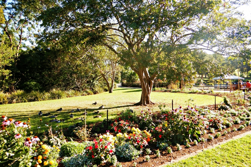ssdh-wollongong-botanic-gardens