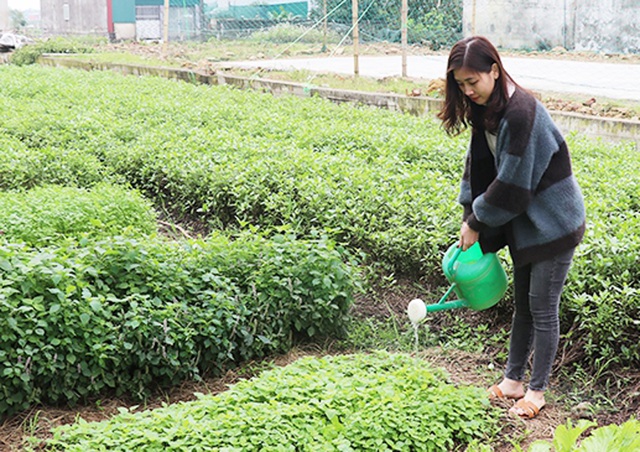 Ngọc Ánh bên vườn rau mùi nuôi cô những tháng ngày khó khăn