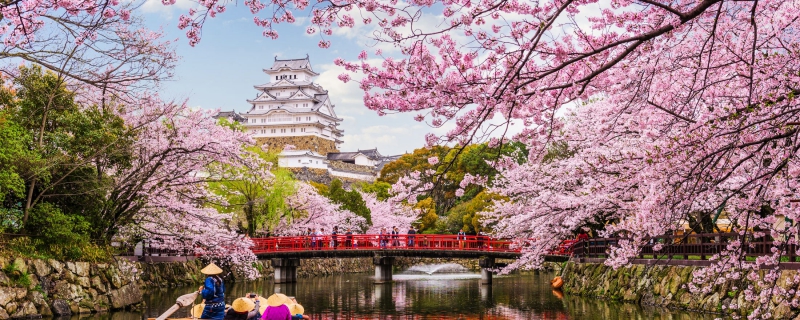 ssdh-japan