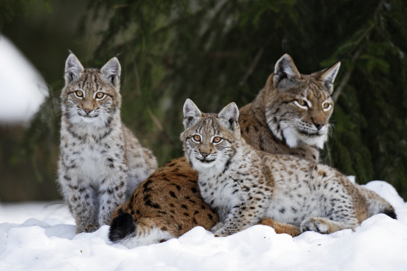 Luchs (Lynx lynx)