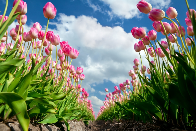 Pink Growing Tulips On Field