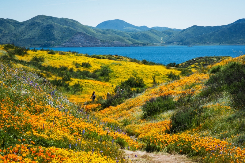 ssdh-south-carlifornia